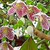 Clematis cirrhosa - Freckles