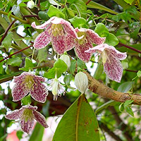 Clematis cirrhosa - 'Freckles'