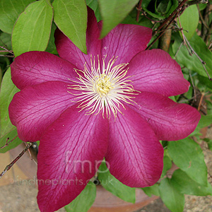 Clematis - 'Bourbon'