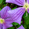 Clematis - M Koster