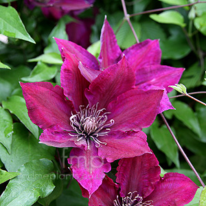 Clematis - 'Picardy'