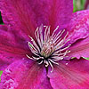 Clematis x triternata - Rubromarginata - Viticella Clematis