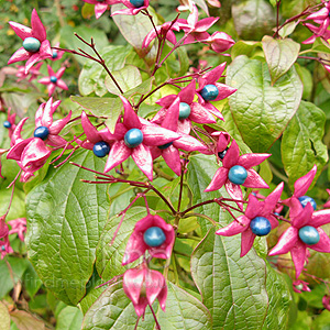 Clerodendrum trichotomum - 'Fargesii'