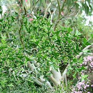 Colletia paradoxa