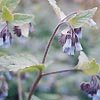 Symphytum asperum - Comfrey