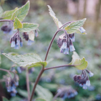 Symphytum asperum (Comfrey)