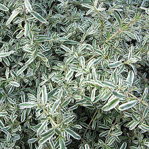 Copiosma - 'Kirii Variegata'