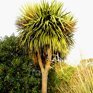 Cordyline australis (Cordyline, Cabbage, Palm)