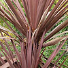 Cordyline australis - Red Sensation - Cordyline, Cabbage Tree