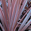 Cordyline - Red Star - Cordyline, Cabbage palm