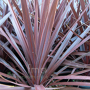 Cordyline - 'Red Star' (Cordyline, Cabbage Palm)