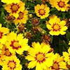 Coreopsis grandiflora - Sonnenkind - Tickseed, Coreopsis