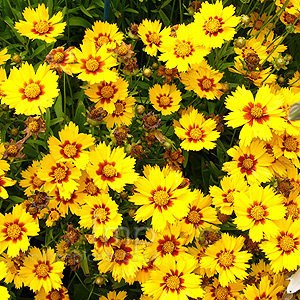 Coreopsis grandiflora - 'Sonnenkind' (Tickseed, Coreopsis)