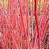 Cornus alba - Siberica variegata - White Stemmed Dogwood