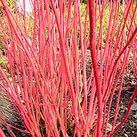 Cornus alba - 'Siberica variegata' (White Stemmed Dogwood)