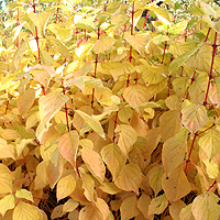 Cornus sanguinea - 'Magic Fla….