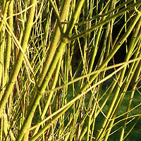 Cornus stolonifera - 'Flaviramea'