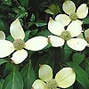 Cornus capitata