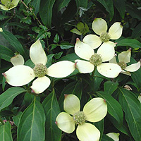 Cornus capitata