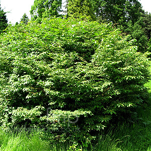 Cornus elata