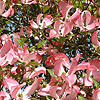 Cornus florida - rubra - Dogwood