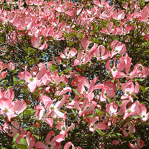 Cornus florida - rubra (Dogwood)