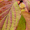 Click to view large image