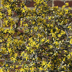Corokia cotoneaster (Wire Netting Bush, Corokia)