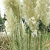 Cortaderia selloana - Aureolineata - Pampass Grass, Cortaderia
