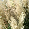 Cortaderia selloana - Pumila - Pampass Grass, Cortaderia