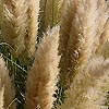 Cortaderia selloana - Pampass Grass, Cortaderia