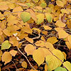 Corylopsis glabrescens - Chimes - Corylopsis