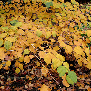 Corylopsis glabrescens - 'Chimes' (Corylopsis)