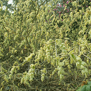 Corylopsis spicata (Corylopsis, Winter Hazel)