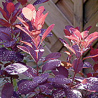 Cotinus - 'Grace'