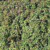 Cotoneaster congestus - Nanus - Dwarf Cotoneaster