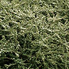 Cotoneaster glacialis - Creeping Cotoneaster