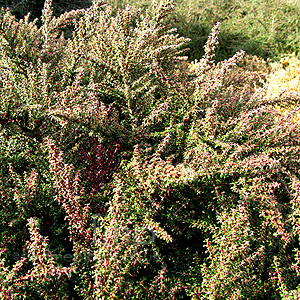 Cotoneaster linearifolius (Cotoneaster)