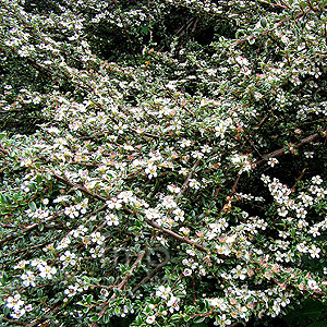 Cotoneaster microphylla (Cotoneaster)