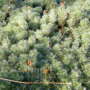 Cotula hispida