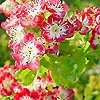 Crataegus - Crimson Cloud