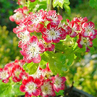 Crataegus - 'Crimson Cloud'