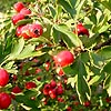 Crataegus microphylla