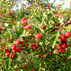 Crataegus microphylla