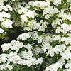 Crataegus monogyna - Common Hawthorn