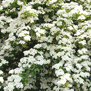 Crataegus monogyna (Common Hawthorn)