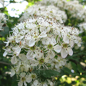 Crataegus pentagyna