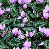 Cyclamen hederifolium - Cyclamen