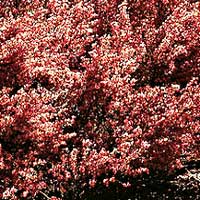 Cytisus - 'Burkwoodii' (Broom)