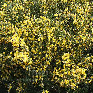 Cytisus x kewensis (Broom)